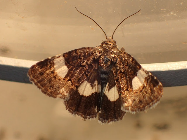 Tyta luctuosa Tyta luctuosa