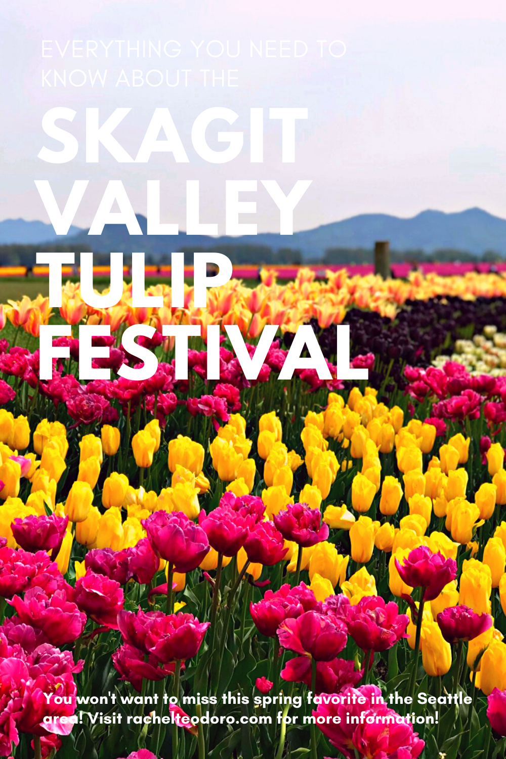 Everything You Need to Know About Visiting the Skagit Valley Tulip