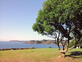 Foto de un paisaje entre montaña y playa, en primer plano un árboll