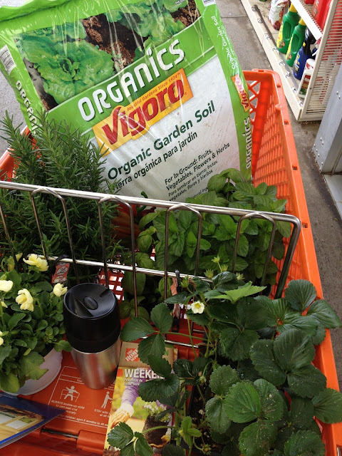 Organic, Edible Gardening, Basil, Rosemary, Strawberries, Mint