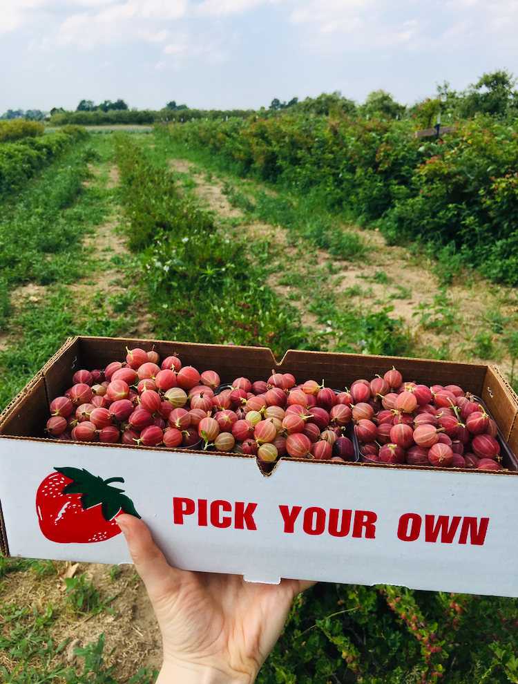 U-pick red gooseberries in the American Midwest