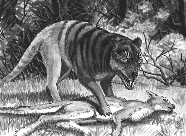 Квинслендский тигр