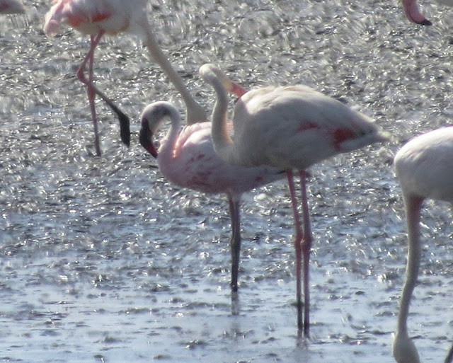 Lesser Flamingo - Spain