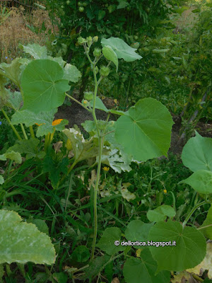 oleolito di lavanda vera, oleolito di lavandino, oleolito di rosmarino, oleolito di cipresso, oleolito di iperico, oleolito di salvia, dittamo frassinella, ortica ad uso alimentare, bosco, orto, escursioni, birdwatching