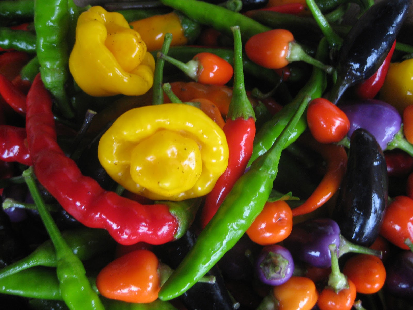 Tree and Twig Farm Blog Hot Peppers 2013