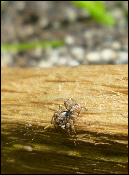 Patio of Pots: Benefits of Spiders In the Garden
