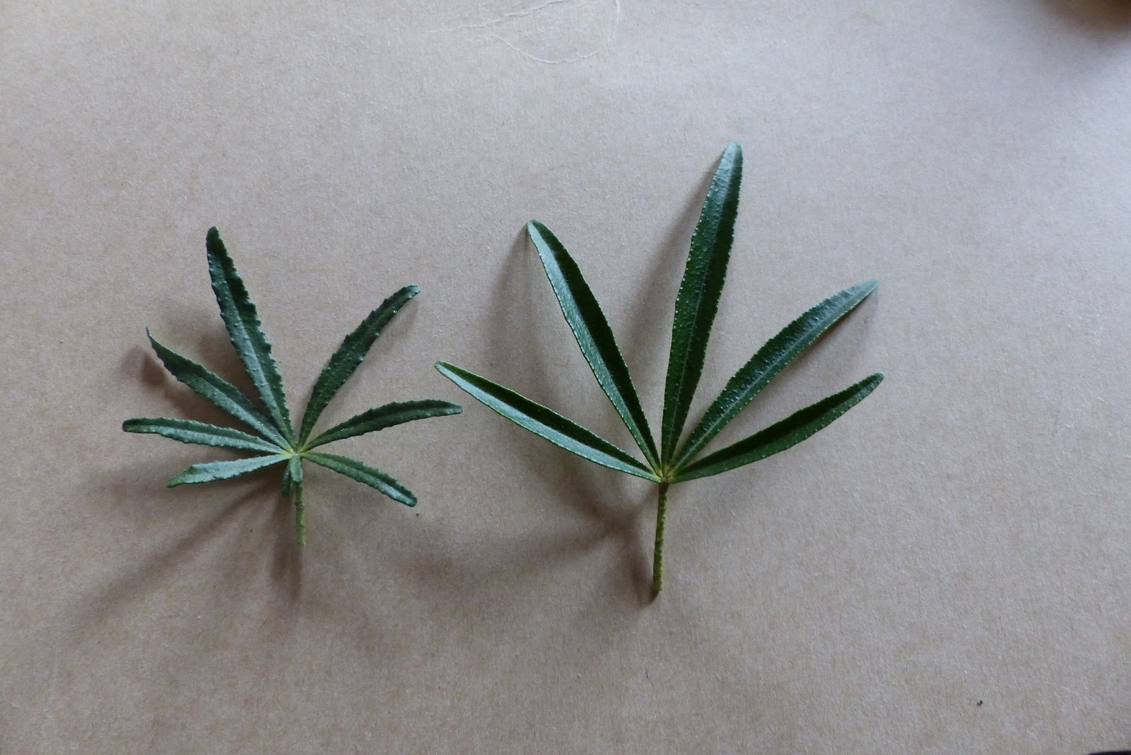 Angie S Garden Diaries