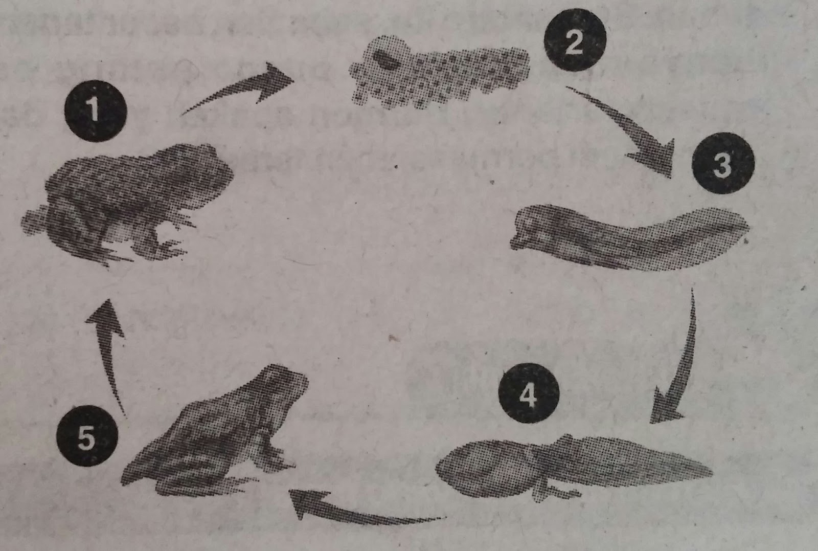 Bank Soal IPA Kelas 8 SMP Tentang Pertumbuhan dan Perkembangan Manusia