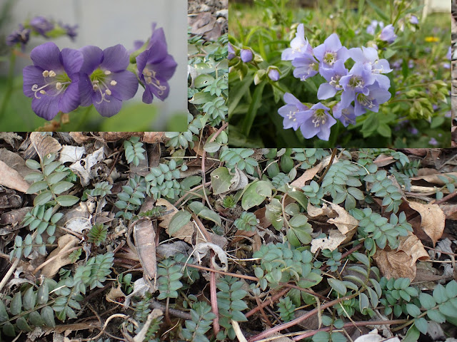 Simple Living In Nancy Purple Showers Or Mexican Bluebells