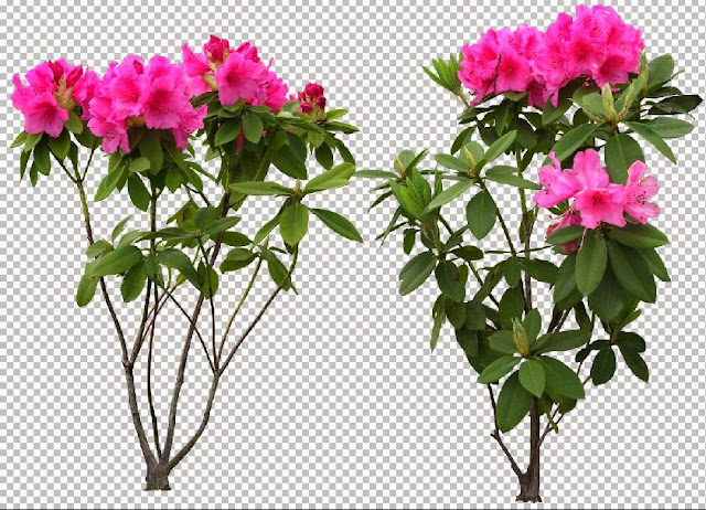 flower trees photoshop