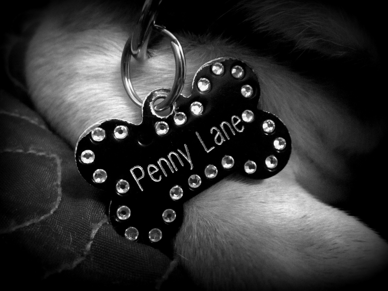 Pictures & Pawprints: Happy birthday, Penny Lane!
