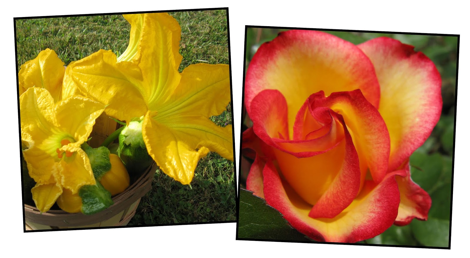 Cottage Grove Garden Club 2019