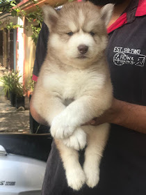 Husky Puppies For Sale in Bangalore