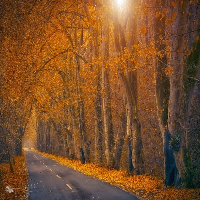 Сказочная страна