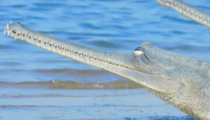 Gharial, Gavialis Gangeticus, Chambal river, Upstream, National Chambal Gharial, Wildlife Sanctuary in Morena, Wildlife, The wildlife india,