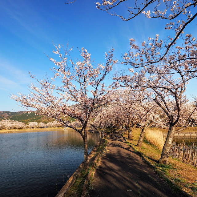 北条大池　桜の名所