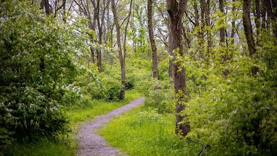 Screen background: Forest, grass, path, trees, shrubs Wallpaper free forest, grass, path, trees, shrubs