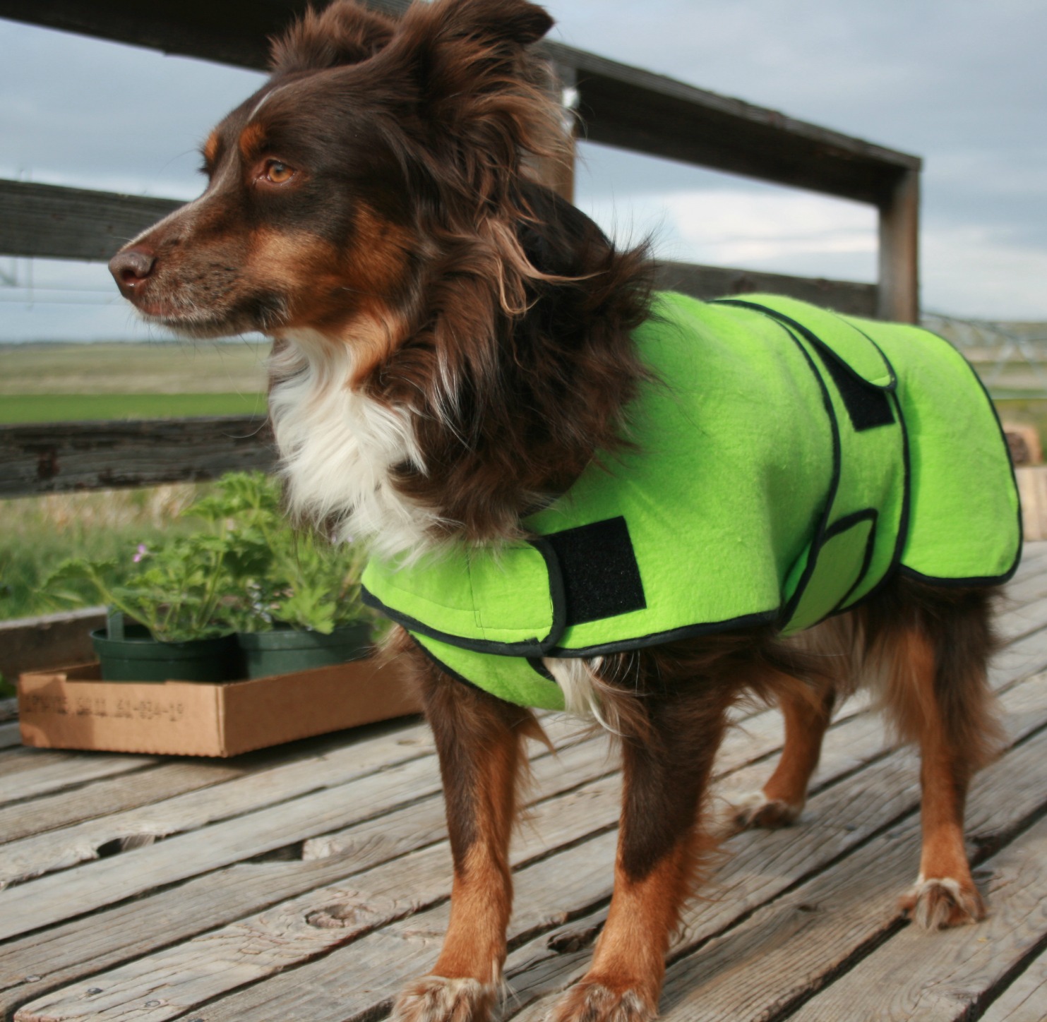 What's New at Made by De Why? Cool Coats for your Dogs.