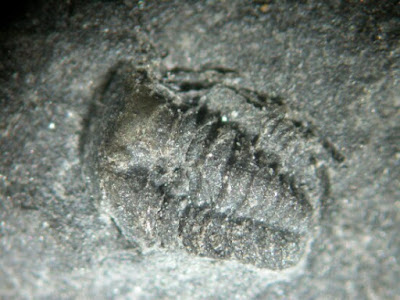 Shumardia fossil