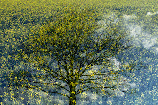 abstrakte Landschaftsfotografie Naturfotografie Mehrfachbelichtungen Doppelbelichtung Weserbergland Fotokunst