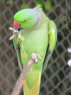 Parrot in Safari Park