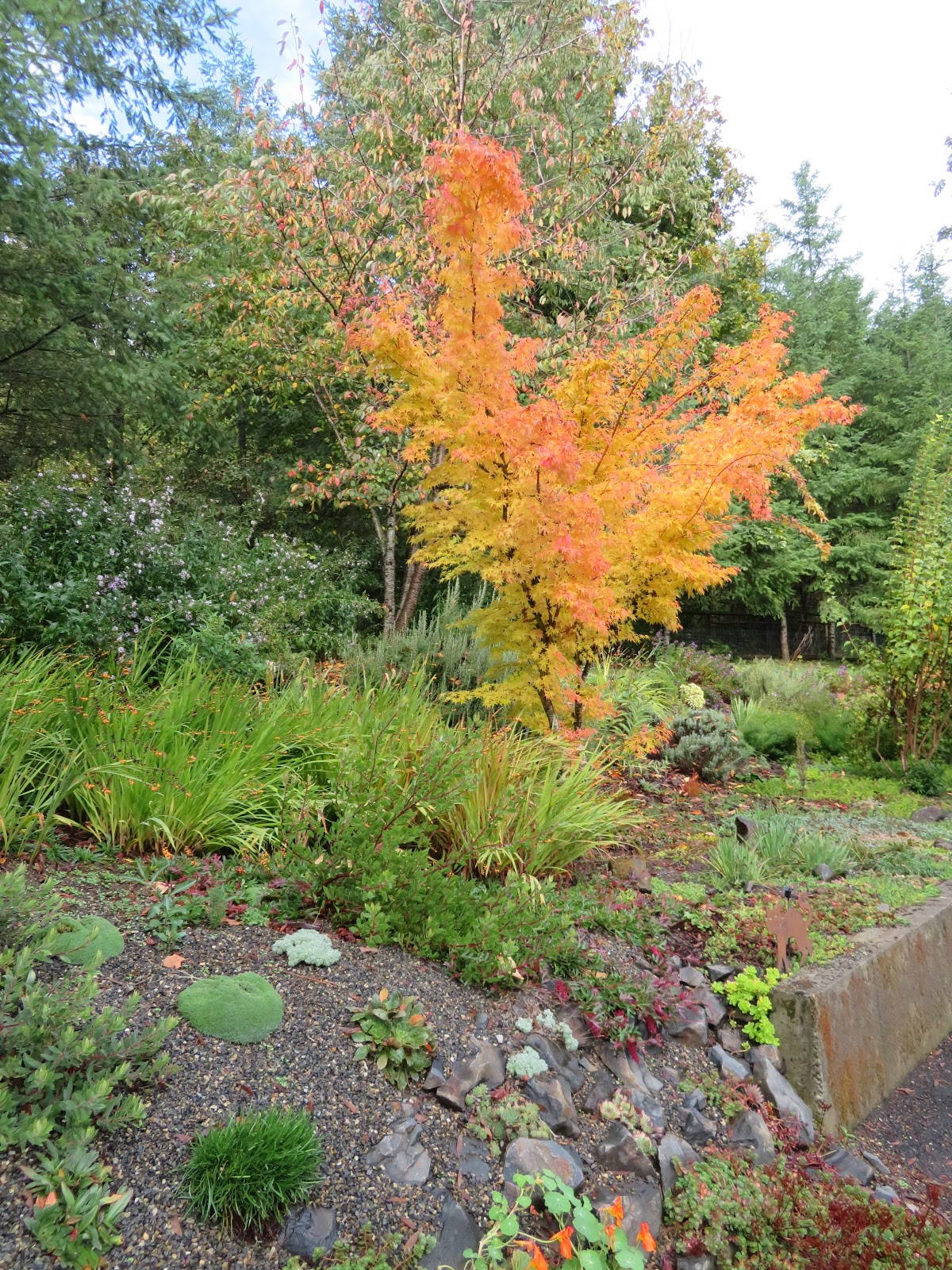 Visit My Garden Fall Color