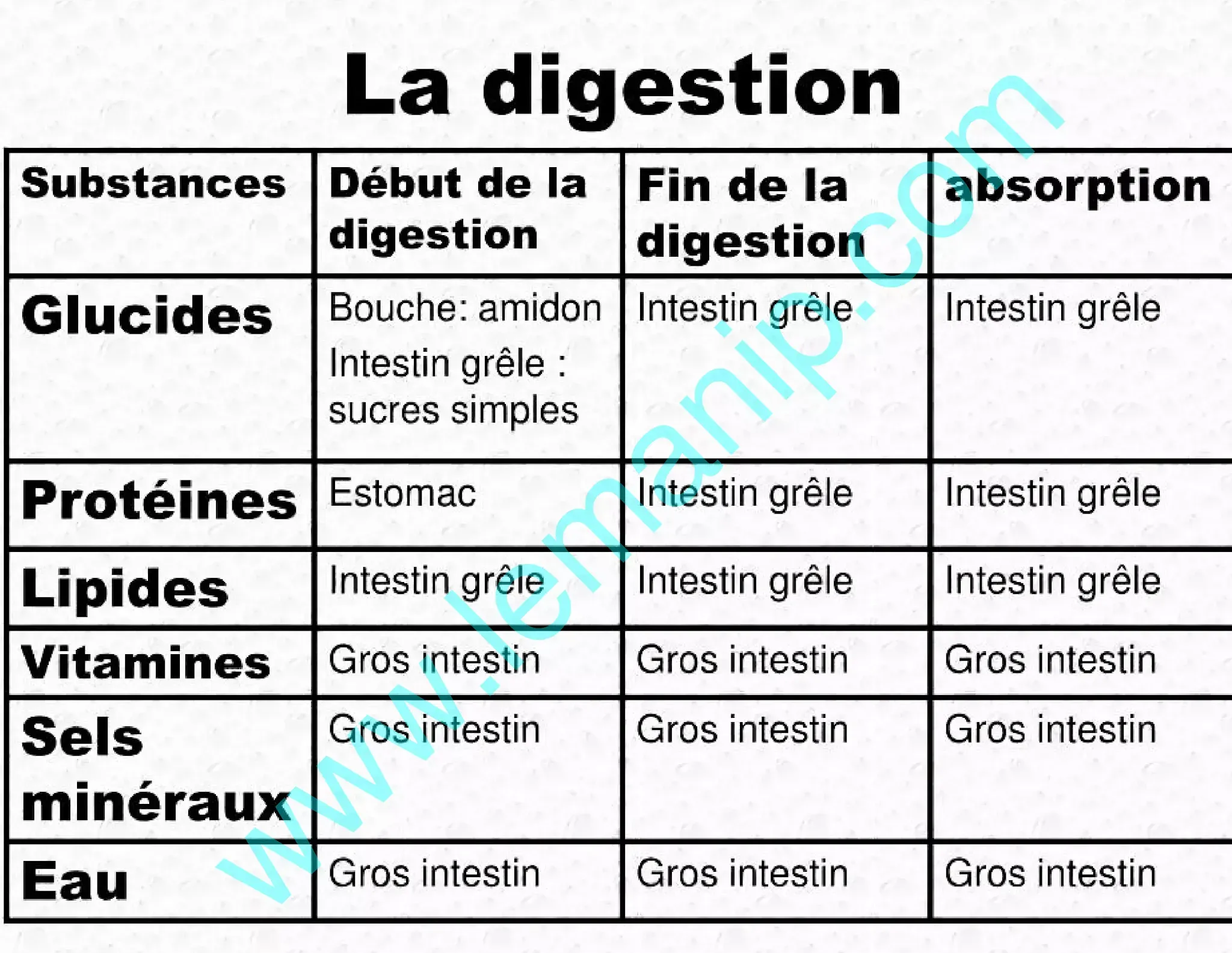 La digestion: Définition et etapes