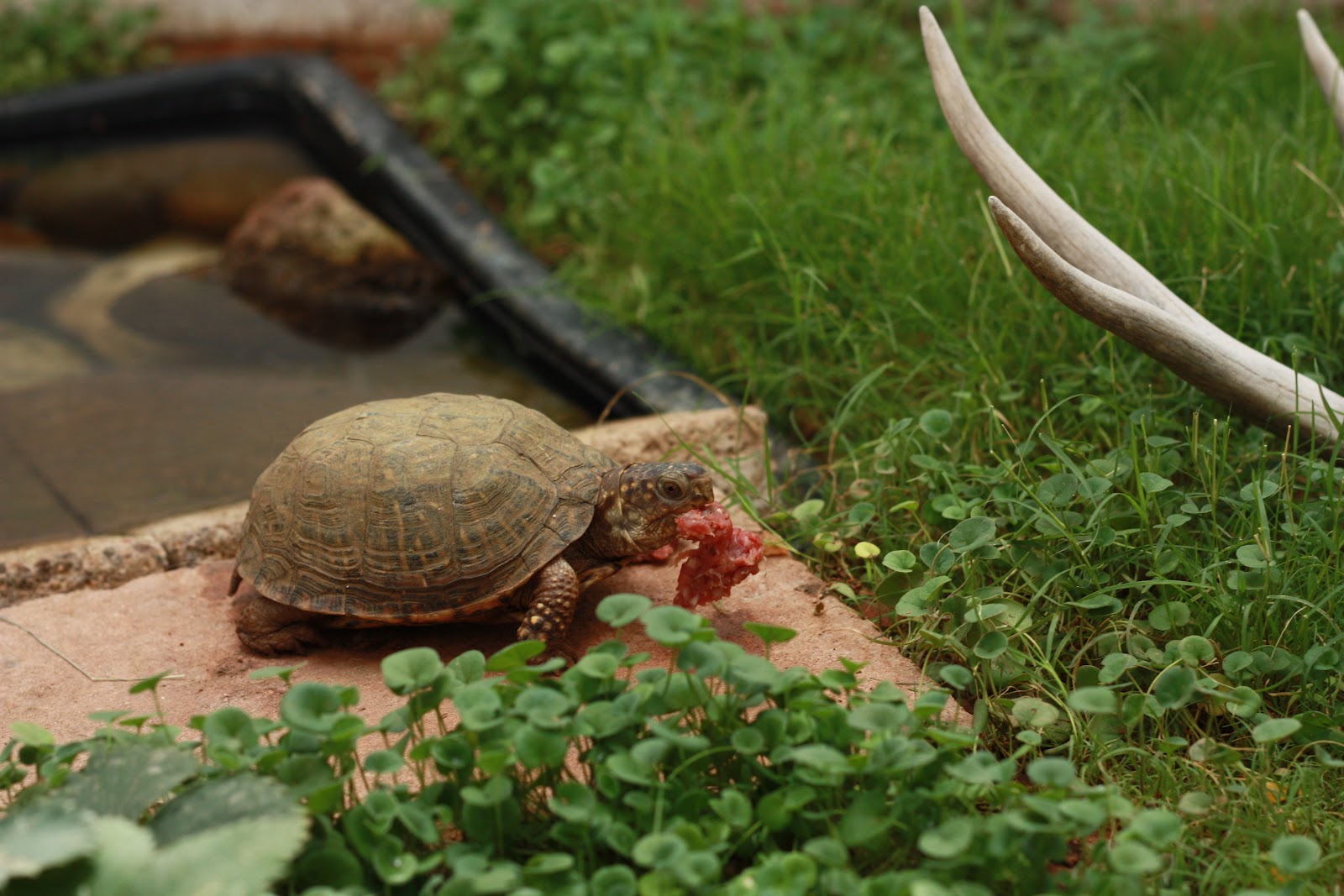 Чем питаются болотные. Ареал Болотной черепахи. Красноухая Болотная черепаха. Китайский трионикс. Черепахи трионикс питание.