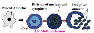 Multiple fission