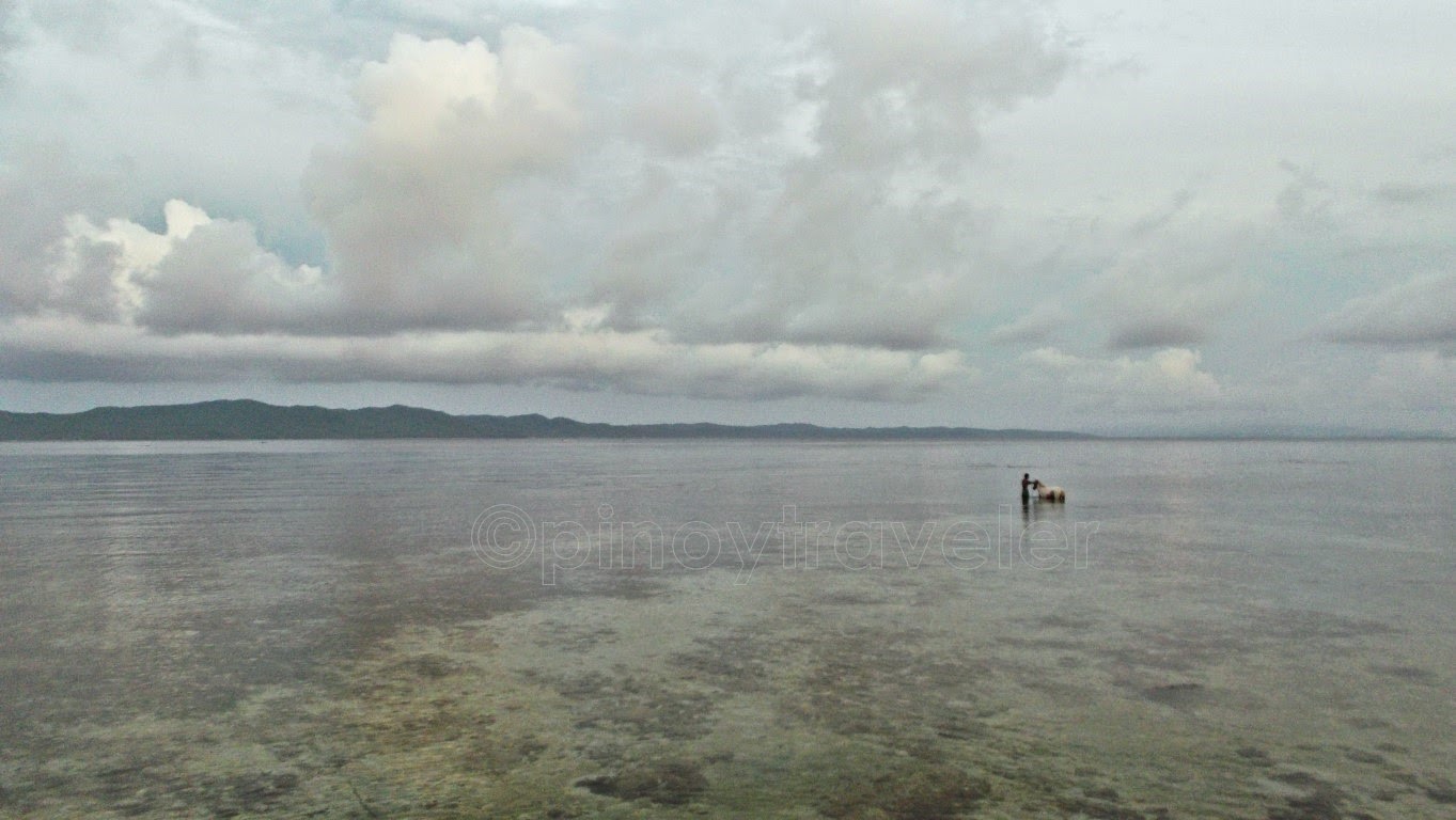 Horse Bath, San Antonio