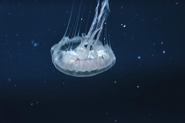 Box Jellyfish