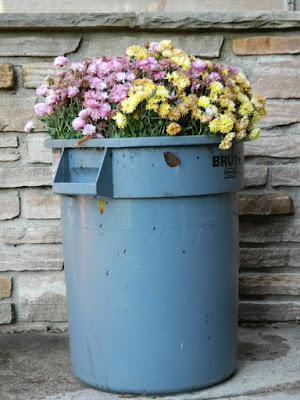 Chrysanthemums in garbage can by garden muses-not another Toronto gardening blog