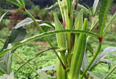 How To Grow Okra - Okra Growing Tips