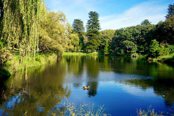 [Image: Sac-tim-hoa-mua-ruc-ro-trong-thang-3-tai-Sydney-6.jpg]