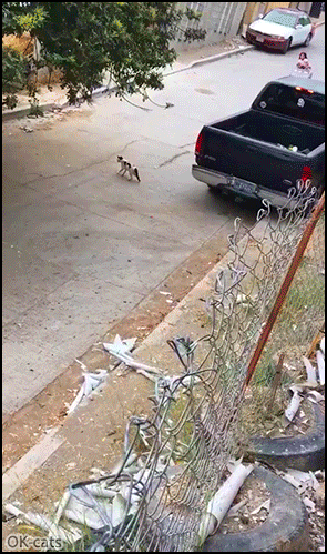 Crazy cat GIF • Fast and furious low cost crazy kid (girl) driving a small car hitting a poor kitten Crazy cat GIF • Fast and furious low cost crazy kid (girl) driving a small car hitting a poor kitten