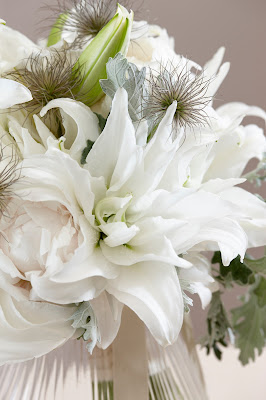 white roselily varieties dalinda