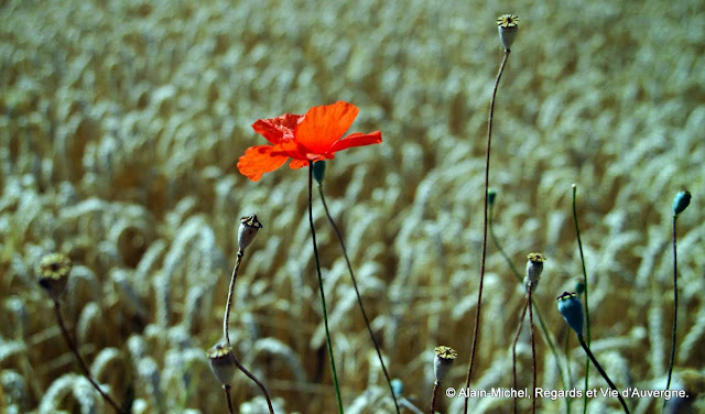 Coquelicot et blé