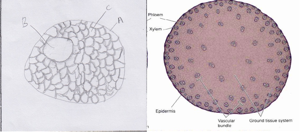 Kelompok 2 Biologi: Hasil Pengamatan Siswa