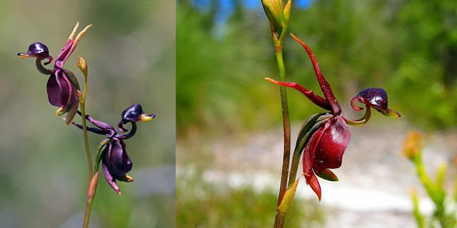 Ingin Melihat Bunga Yang Unik Dan Menarik? Inilah 10 Bunga Tersebut