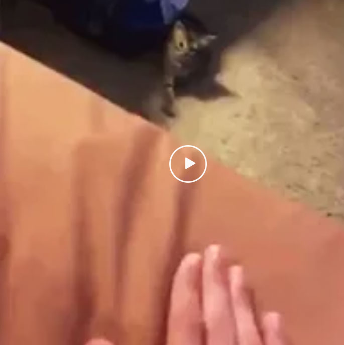 cats domesticated themselves reddit