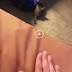 Example of domestic cat copying a human
