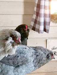 roosting bars chicken coop chickens