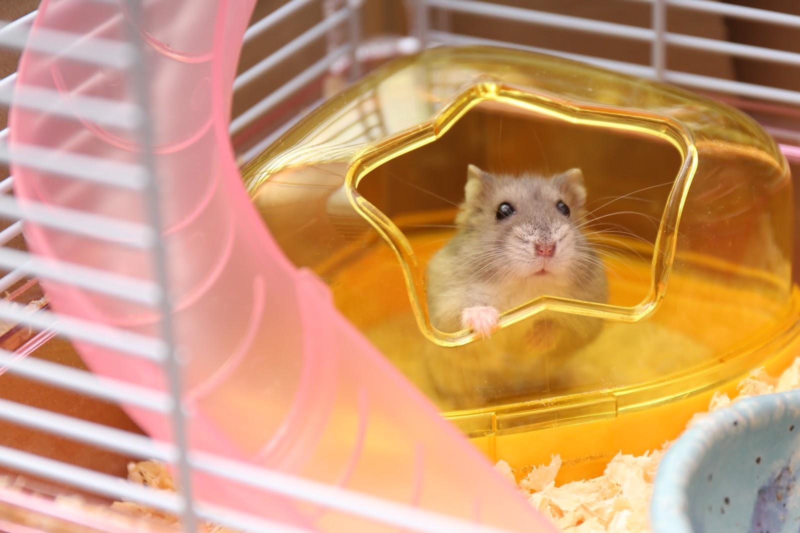 ご報告 サファイアブルーハムスターのハムちゃん 約2年間ありがとう またね イクメンライフハッカー