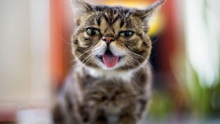 Cat Lil Bub with 24 Million of online fans on Instagram dies