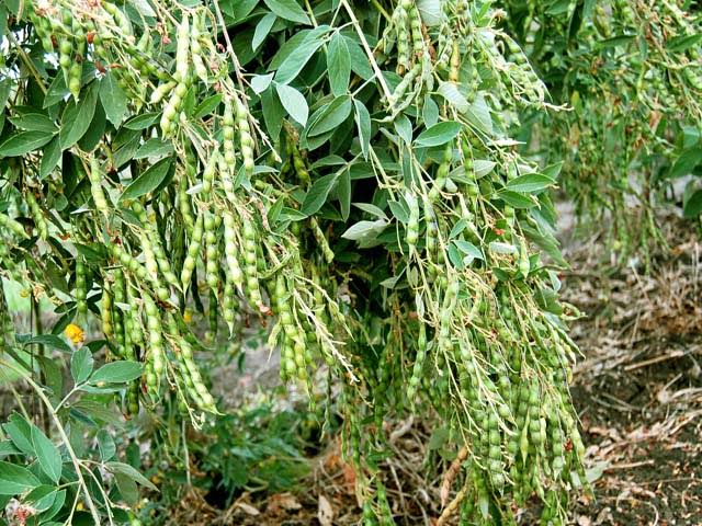 તુવેરના પાકમાં રોગ અને જીવાતનું નિયંત્રણ