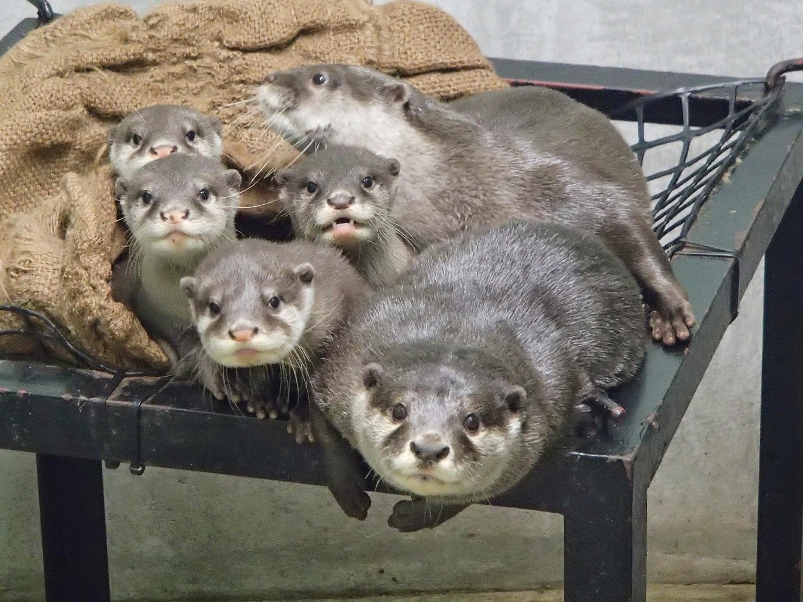 カワウソのイラスト かわいいフリー素材集 いらすとや