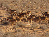 http://sciencythoughts.blogspot.co.uk/2016/01/ammotragus-lervia-diet-of-barbary-sheep.html