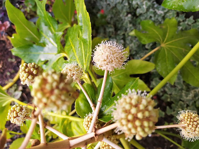 Fatsia japonica (Thunberg) Decne. & Planch. (Aralia). En flor.