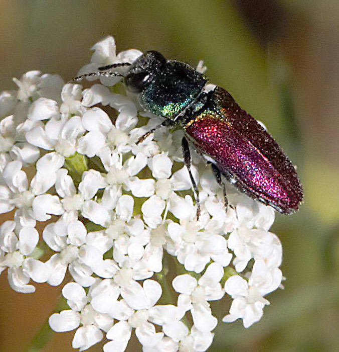 FotoNaturaHuesca ESCARABAJO DE LA JOYA Anthaxia Johann Friedrich von