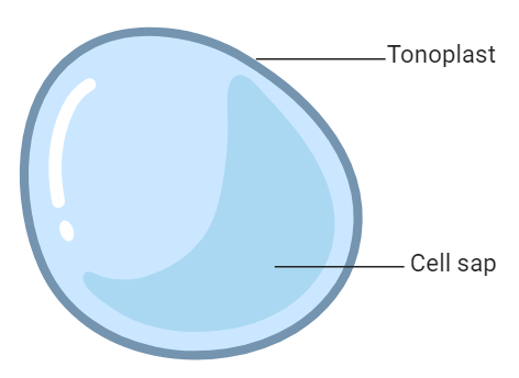 Vacuole Function and Structure | Types with Examples